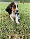 Schitterende Basset Hound-puppy's - 1 - Thumbnail