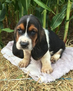 Schitterende Basset Hound-puppy's - 2