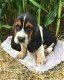 Schitterende Basset Hound-puppy's - 2 - Thumbnail