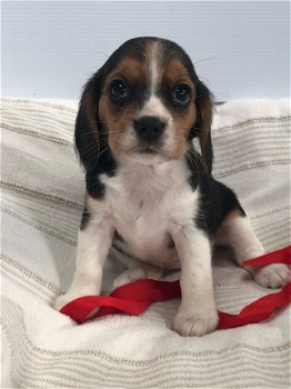 Schitterende Beagle-puppy's - 1