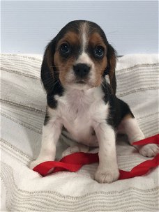 Schitterende Beagle-puppy's