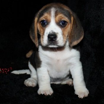 Schitterende Beagle-puppy's - 2