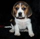 Schitterende Beagle-puppy's - 2 - Thumbnail