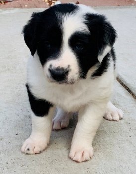 Mooie Border Collie-pups - 1