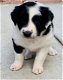 Mooie Border Collie-pups - 1 - Thumbnail