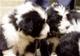 Mooie Border Collie-pups - 2 - Thumbnail