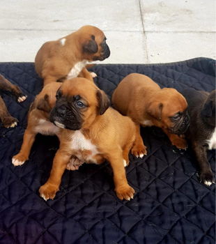 Kc Geregistreerde Boxer Pups - 1