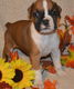 Kc Geregistreerde Boxer Pups - 2 - Thumbnail