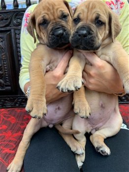 Bullmastiff-puppy's - 1