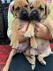 Bullmastiff-puppy's - 1 - Thumbnail