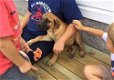 Bullmastiff-puppy's - 2 - Thumbnail