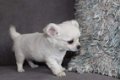 Chihuahua-puppy's - 2 - Thumbnail