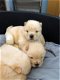 Kc Reg Chow Chow-puppy's - 1 - Thumbnail