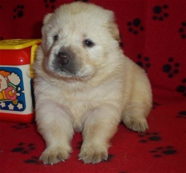 Kc Reg Chow Chow-puppy's - 2