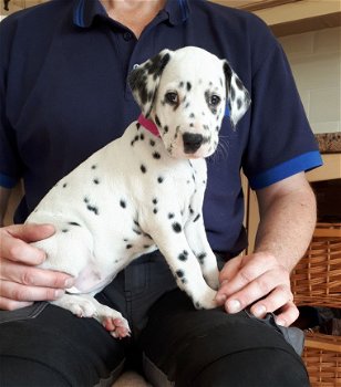 Mooie Dalmatische Pups - 1