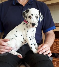 Mooie Dalmatische Pups