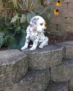 Mooie Dalmatische Pups - 2