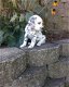 Mooie Dalmatische Pups - 2 - Thumbnail