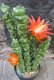 PRACHTIGE GROTE KUNST CACTUS - VETPLANT (51CM) - 1 - Thumbnail