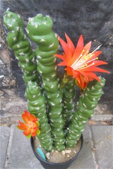 PRACHTIGE GROTE KUNST CACTUS - VETPLANT (51CM)