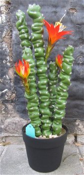 PRACHTIGE GROTE KUNST CACTUS - VETPLANT (51CM) - 2