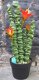 PRACHTIGE GROTE KUNST CACTUS - VETPLANT (51CM) - 2 - Thumbnail