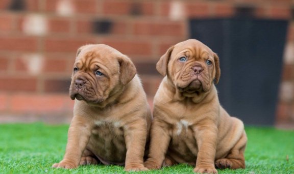 Bordeauxdog Pups - 1