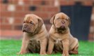 Bordeauxdog Pups - 1 - Thumbnail