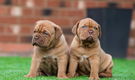 Bordeauxdog Pups - 1 - Thumbnail