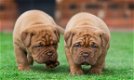 Bordeauxdog Pups - 2 - Thumbnail