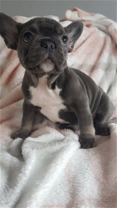 Franse Bulldog puppy's