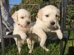 Prachtige gouden retreiver pups - 1 - Thumbnail