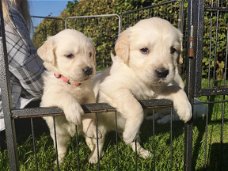 Prachtige gouden retreiver pups