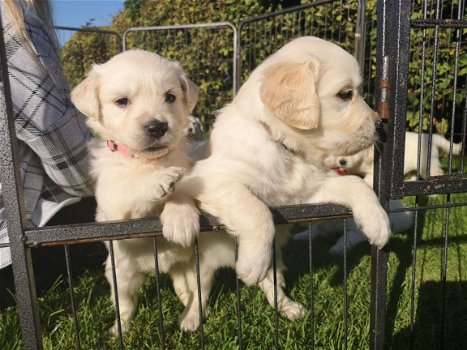 Prachtige gouden retreiver pups - 2