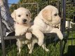 Prachtige gouden retreiver pups - 2 - Thumbnail