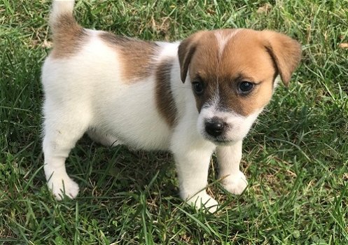 Jack Russell-puppy's - 1