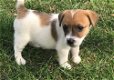 Jack Russell-puppy's - 1 - Thumbnail