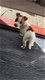 Jack Russell-puppy's - 2 - Thumbnail