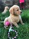 Labrador Retriever Pups - 2 - Thumbnail