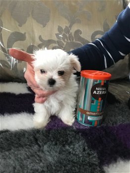 Mooie Maltese puppy's - 1