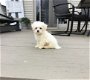 Mooie Maltese puppy's - 2 - Thumbnail