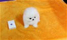 Pommeren puppy's - 2 - Thumbnail