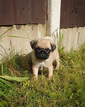 mopshond Pups nu klaar - 2