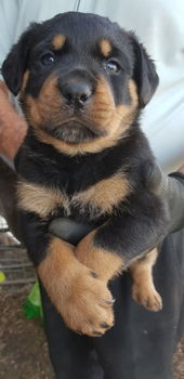 Rottweiler-puppy's - 1