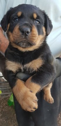 Rottweiler-puppy's