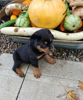 Rottweiler-puppy's - 2