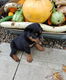 Rottweiler-puppy's - 2 - Thumbnail