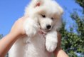 Schitterende Samojeed-puppy's - 2 - Thumbnail