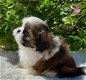 Shih Tzu-puppy's - 1 - Thumbnail