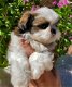 Shih Tzu-puppy's - 2 - Thumbnail